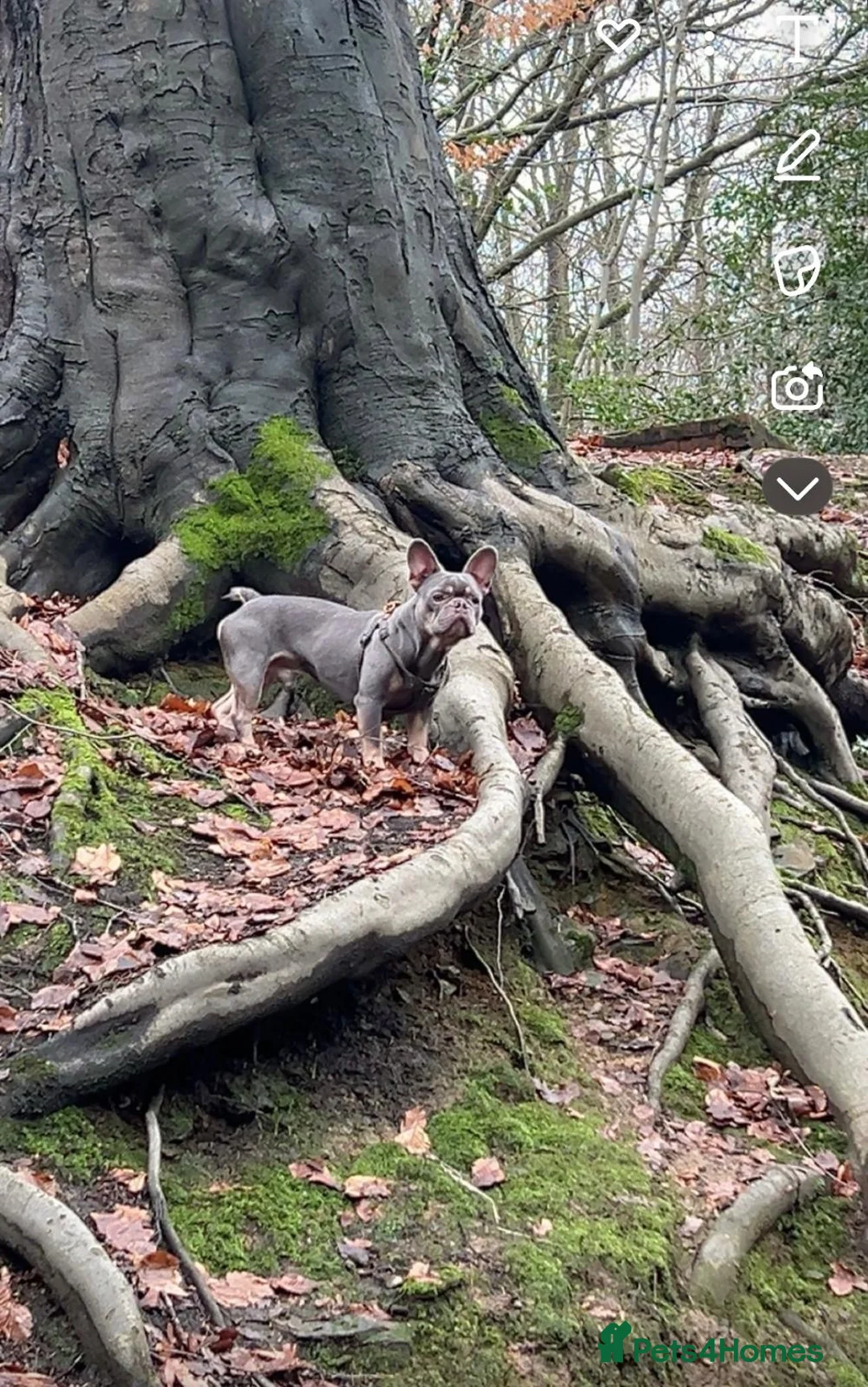 French Bulldog dogs for stud: French bulldog  - Advert 1