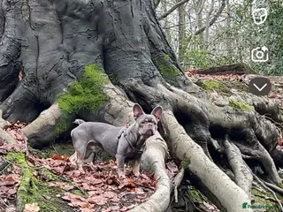 French Bulldog dogs French bulldog - Advert 21