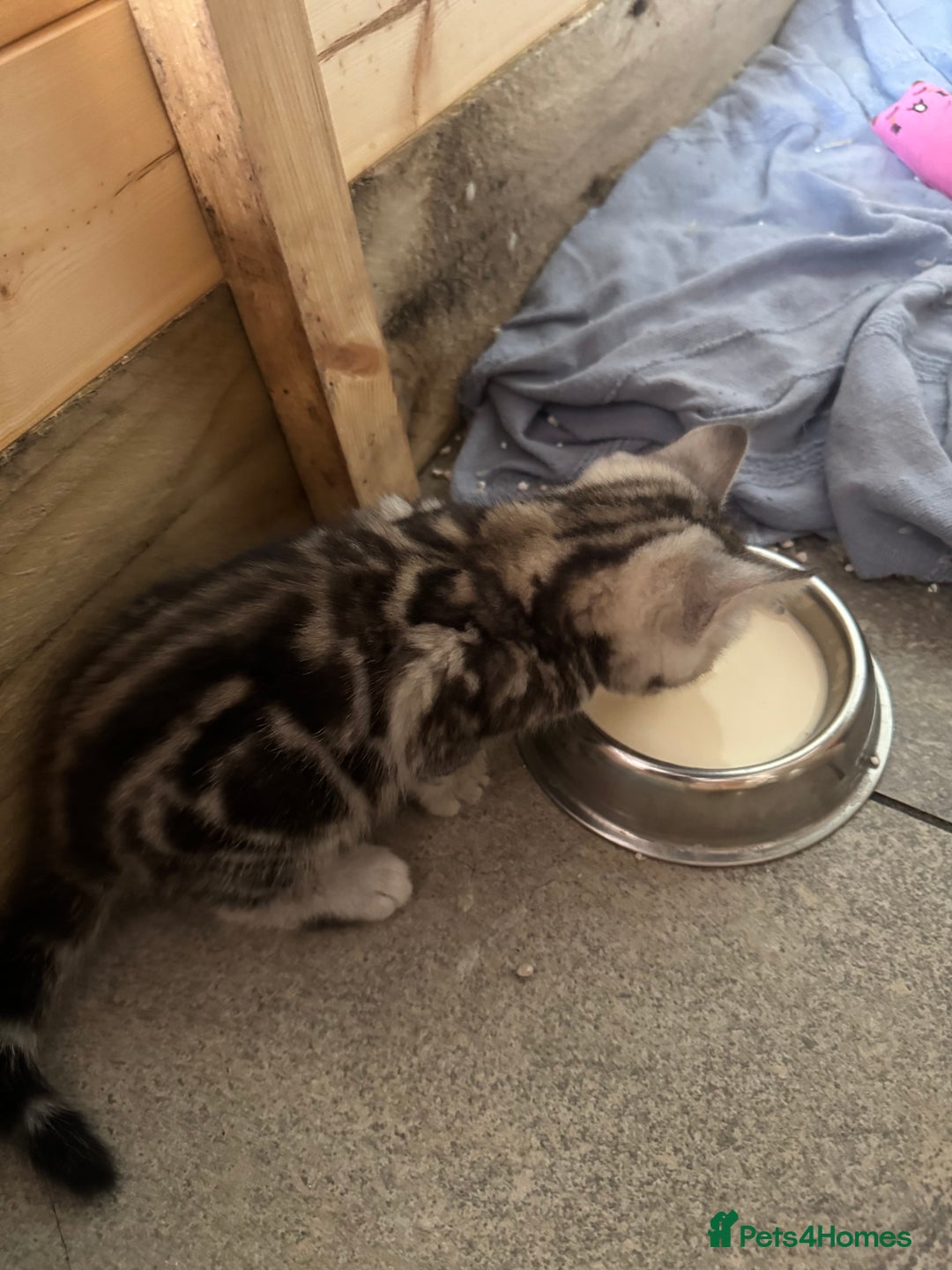 British Shorthair cats for sale: Gorgeous kittens - Image 6