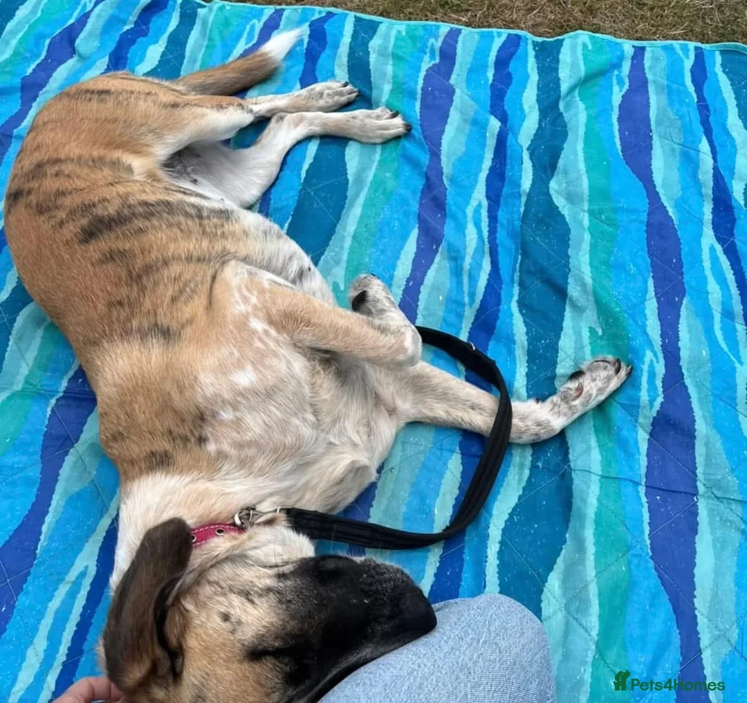 Mixed Breed dogs for adoption: Darcy - Norwich Norfolk  in Norwich - Advert 5