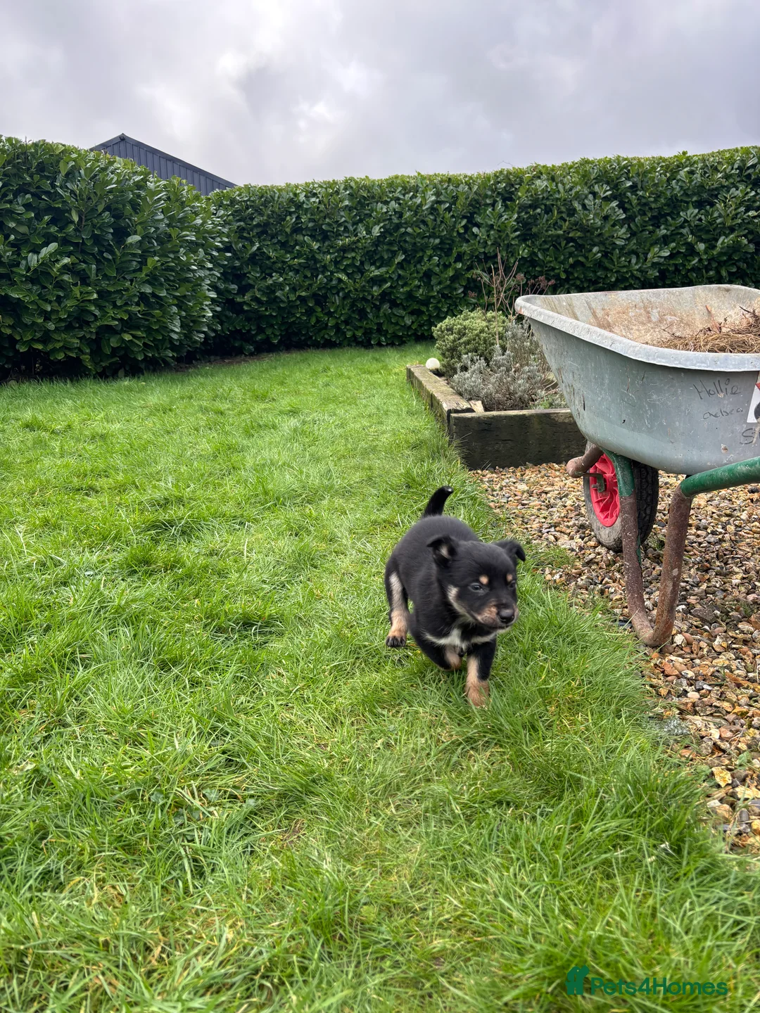 Mixed Breed dogs for sale: Puppies, Australian kelpie cross blue Merle  - Advert 13