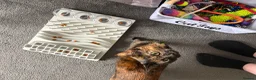 British Shorthair cats for sale: 2 female cats both spayed PRICE NEGOTIABLE  - Advert 24