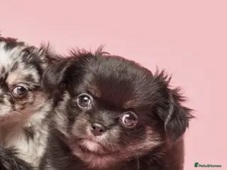 Chihuahua dogs Beautiful LongHaired Chihuahua Puppies - Advert 15