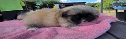 Pekingese dogs for sale: KC Registered Pekingese Puppies top quality  - Advert 34
