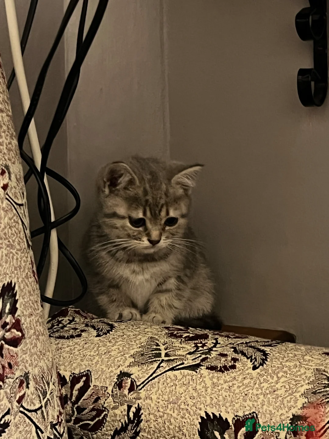British Shorthair cats for sale: Grey Stripe Purebread British Shorthair in Derby - Advert 4
