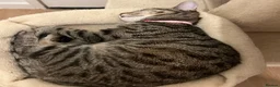 Bengal cats for sale: Luna is looking for a loving forever home  - Advert 4