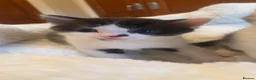 Mixed Breed cats for sale: Kittens in Motherwell - Advert 4
