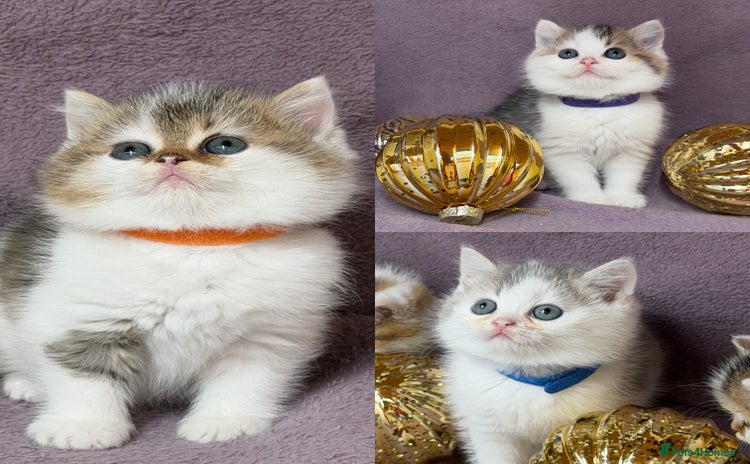 British Shorthair cats - Advert 16