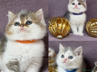 British Shorthair cats - Advert 6