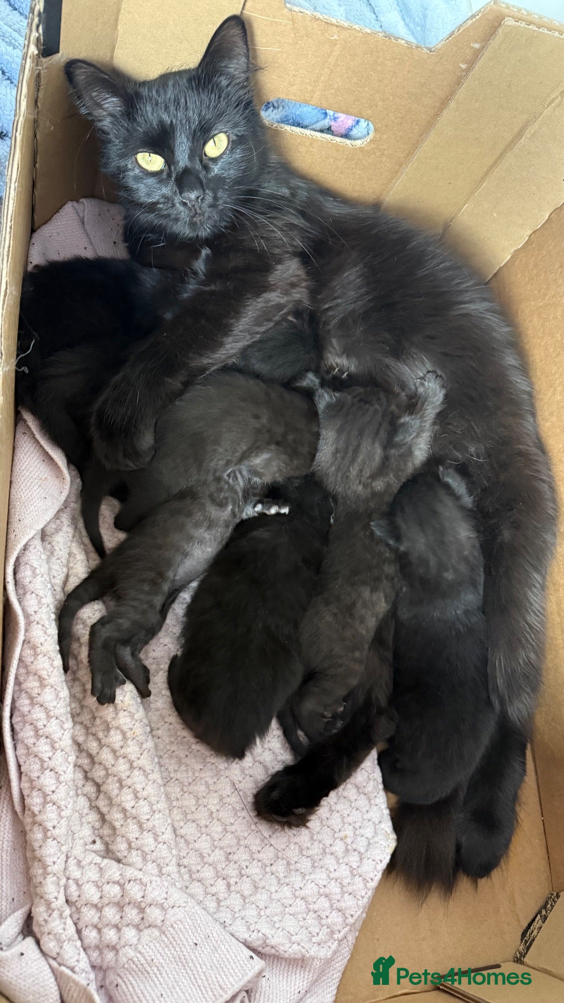 Mixed Breed cats 7 Long Haired Black Kittens - Advert 1