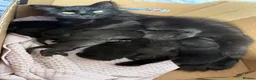 Mixed Breed cats for sale: 7 Long Haired Black Kittens - Advert 1