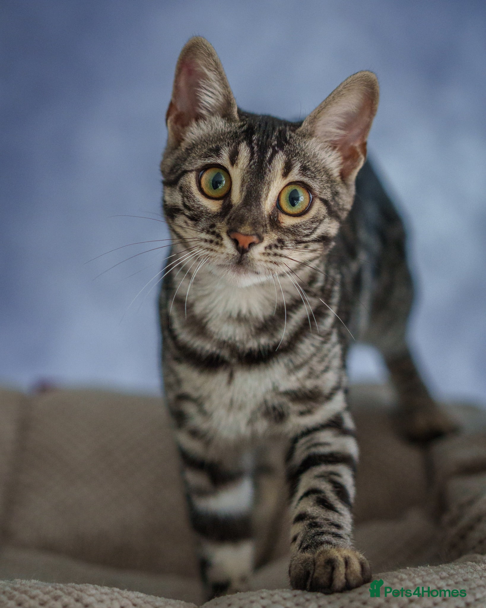 Bengal cats Exceptional Silver, Blue & Brown Bengal Kittens  - Advert 1