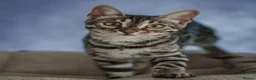 Bengal cats for sale: Exceptional Silver, Blue & Brown Bengal Kittens  in Basingstoke - Advert 1