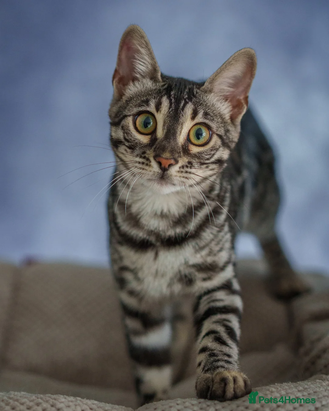 Bengal cats for sale: Exceptional Silver, Blue & Brown Bengal Kittens  in Basingstoke - Advert 1