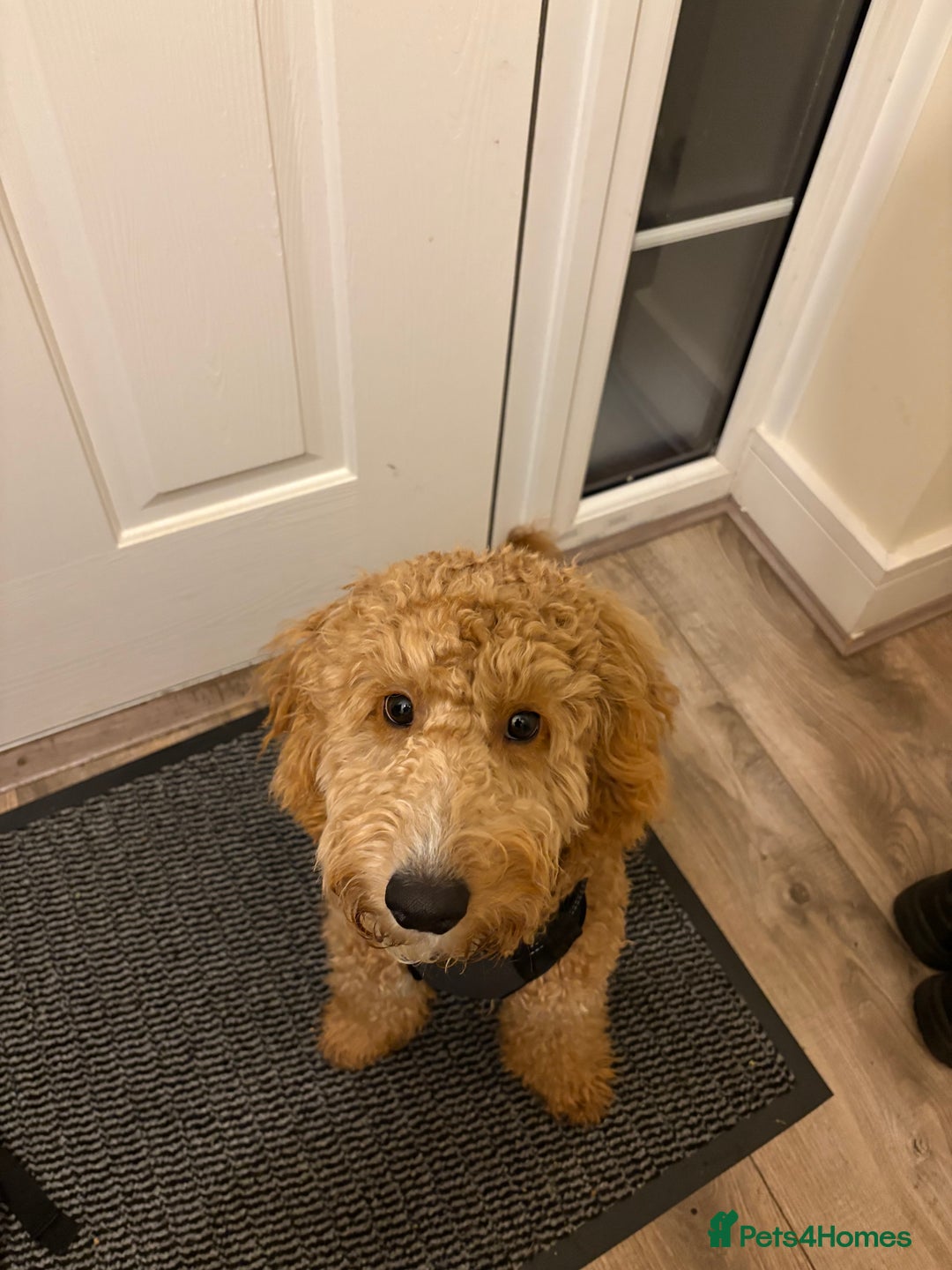 Cockapoo dogs for sale: F1 Cockapoo - Advert 2