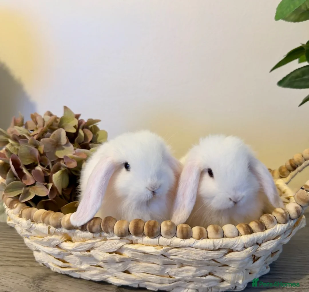 Lionhead rabbits for sale: Minilop babies - Lilacs £110 white £80 - Advert 2