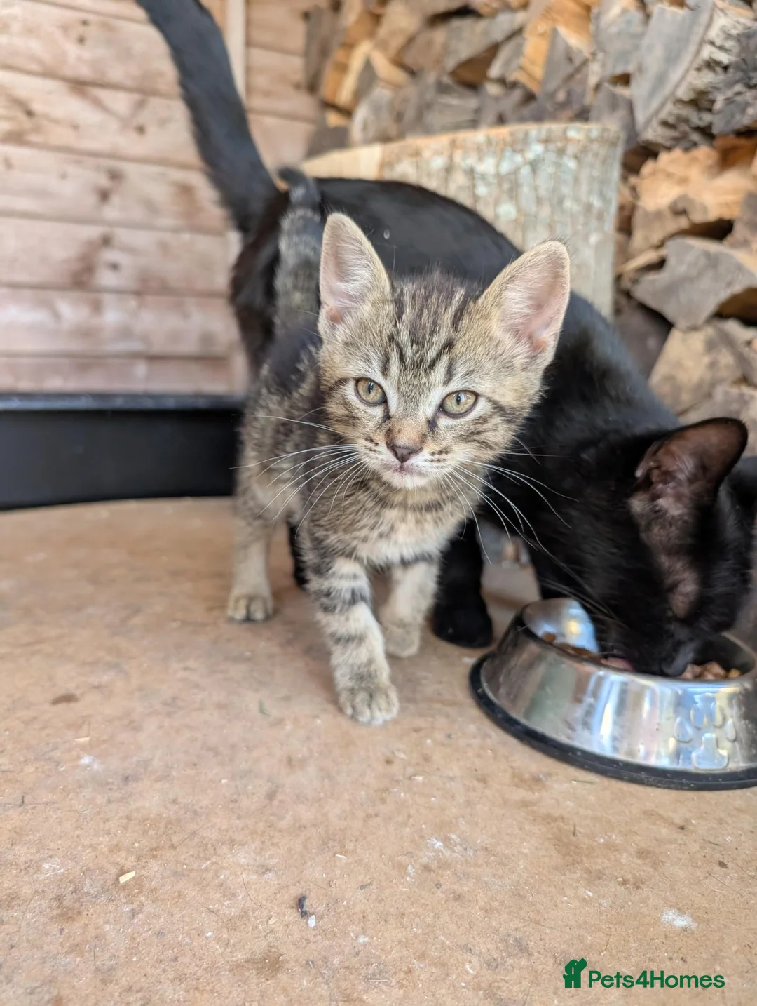 Mixed Breed cats for sale: 1x mixed breed male tabby kitten - Advert 1
