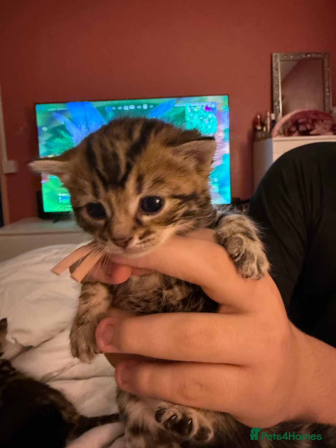 Mixed Breed cats for sale: Maine coon mix kittens - Advert 11