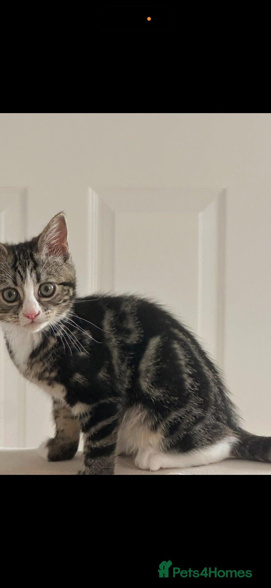 Mixed Breed cats Blue , tabby x - Advert 12