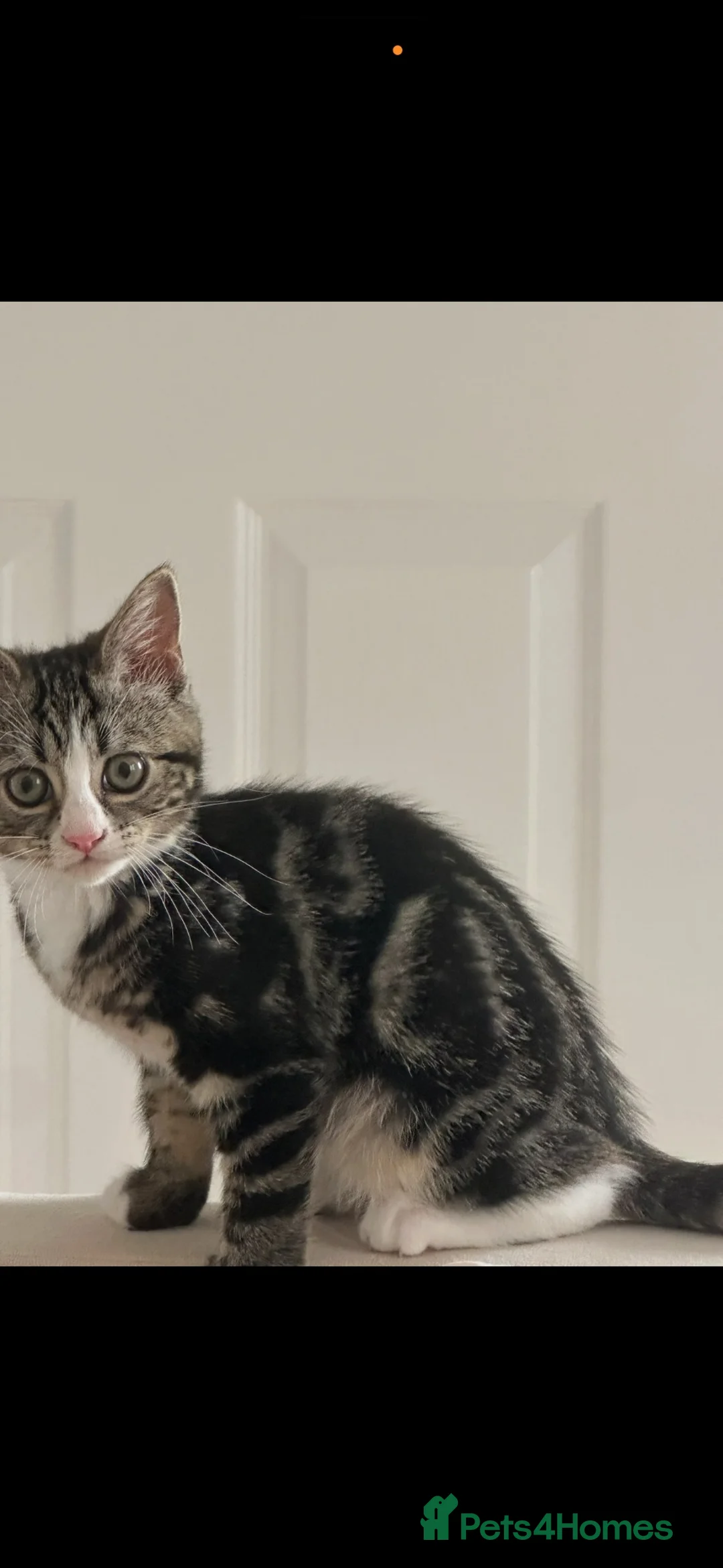 Mixed Breed cats for sale: Blue , tabby x - Advert 1