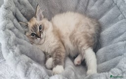 Ragdoll cats for sale: 💞BEAUTIFUL FULL PEDIGREE TICA RAGDOLL KITTENS 💞 - Image 24