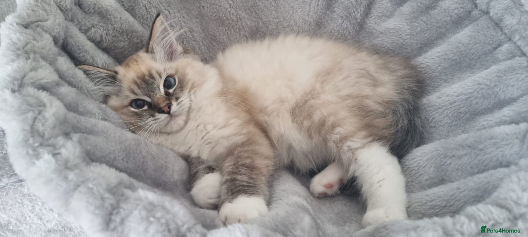 Ragdoll cats for sale: 💞BEAUTIFUL FULL PEDIGREE TICA RAGDOLL KITTENS 💞 - Image 24