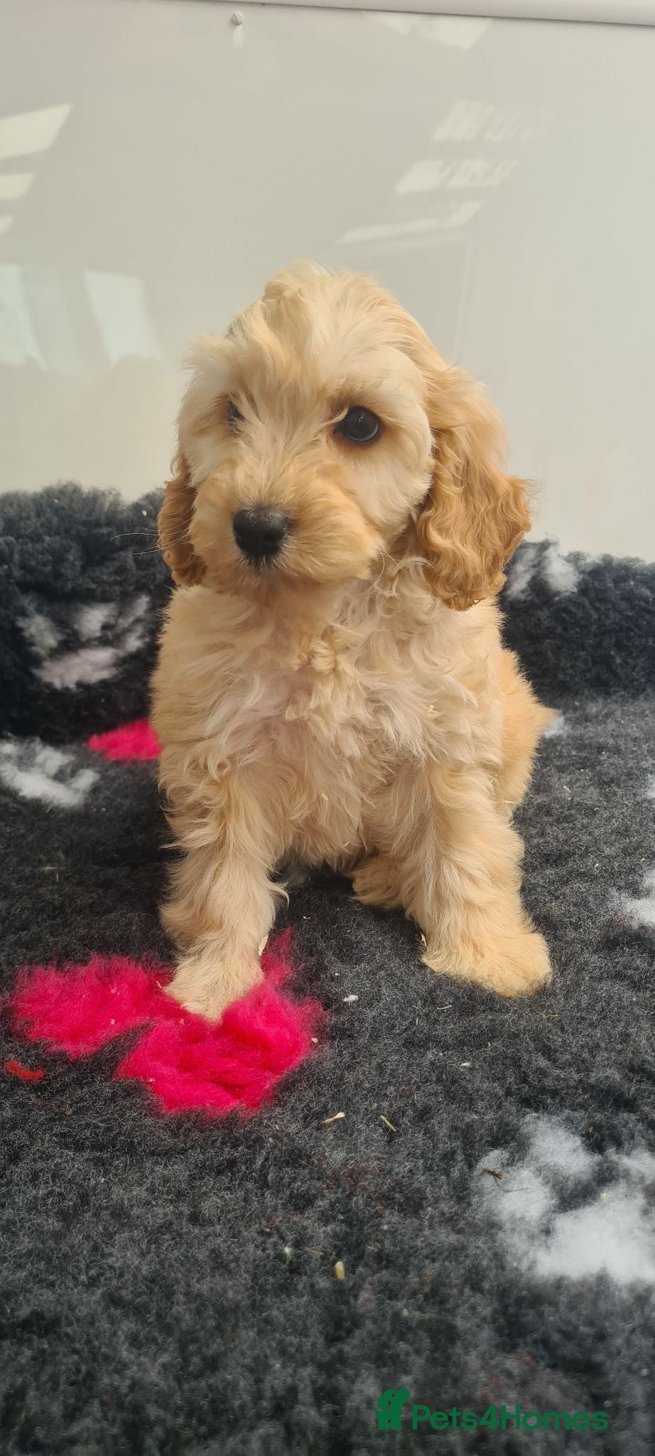 Cockapoo dogs **Beautiful F1 Cockapoos - Ready Now** - Advert 1