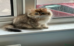 British Longhair cats for sale: Looking for a new family!!!!  - Image 1