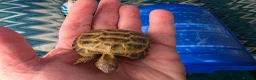 Tortoise reptiles for sale: Baby horsefield tortoises full setup available  - Advert 3