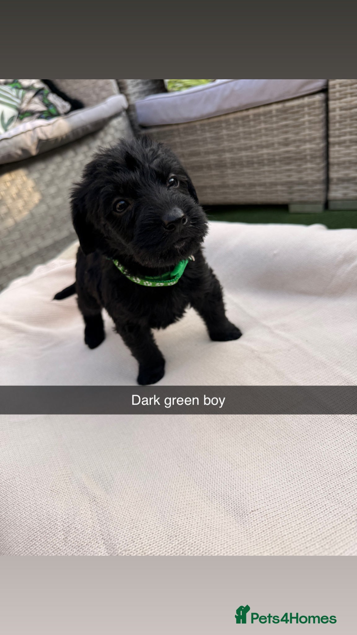 Mixed Breed dogs for sale: Whoodle puppies  - Advert 18