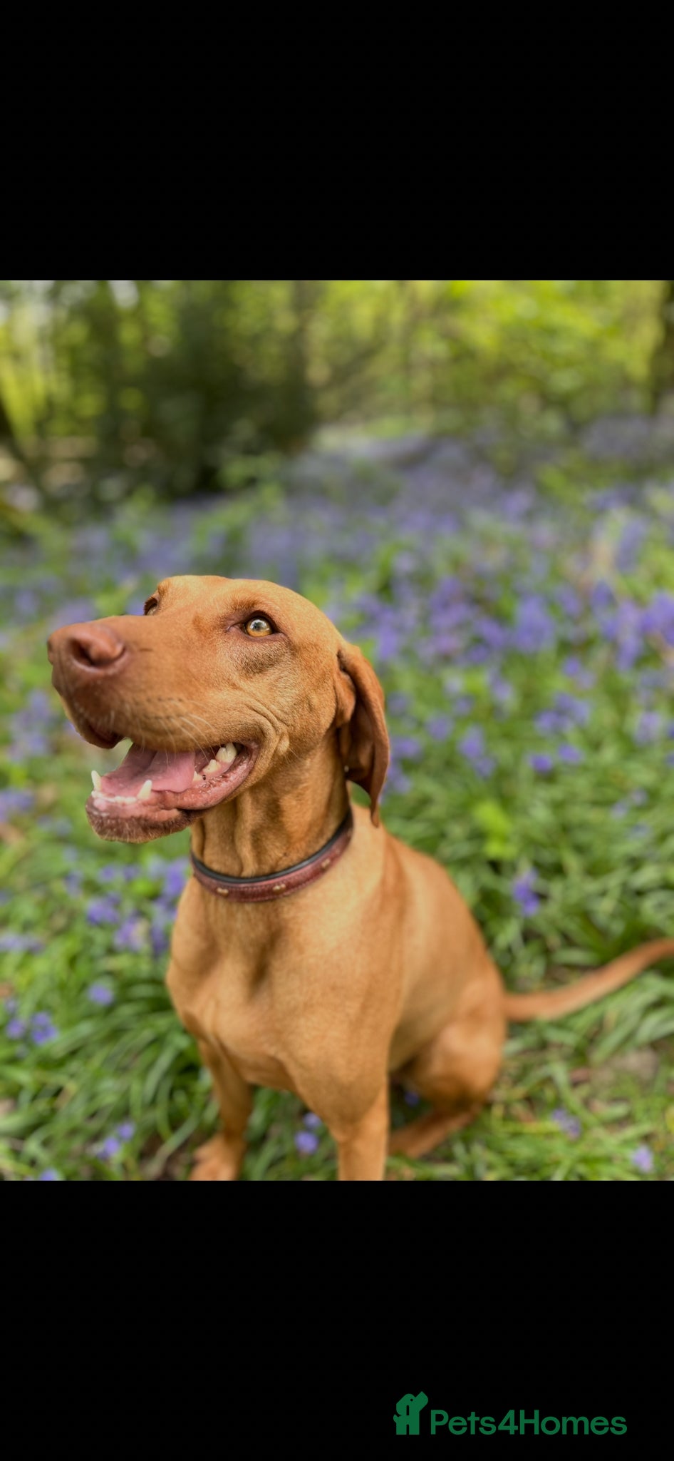 Hungarian Vizsla dogs for sale: Championship Bloodline Pedigree Hungarian Vizsla - Advert 17