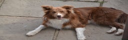 Border Collie dogs for stud: STUD DOGS PROVEN Red / Chocolate & Black and White in Bingley - Advert 10
