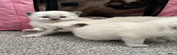 Ragdoll cats for sale: Pure blue point ragdolls  - Advert 28