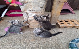 Siberian cats for sale: Stunning litter of Siberian x kittens - Image 12