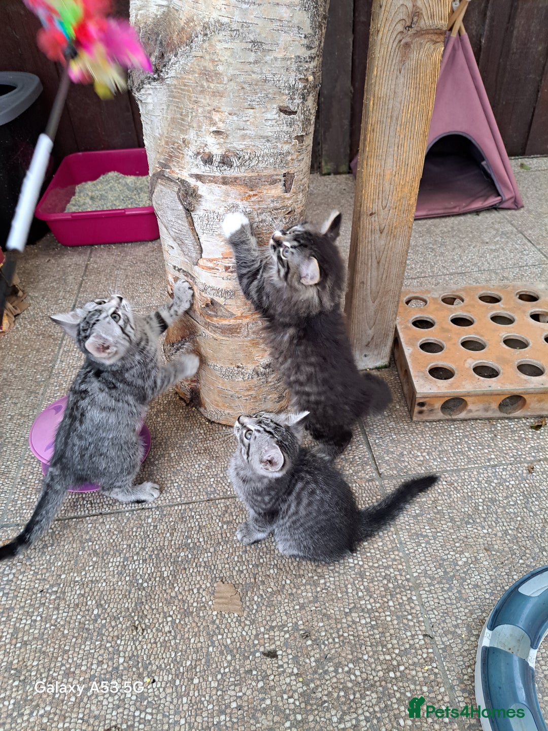 Siberian cats for sale: Stunning litter of Siberian x kittens - Image 12