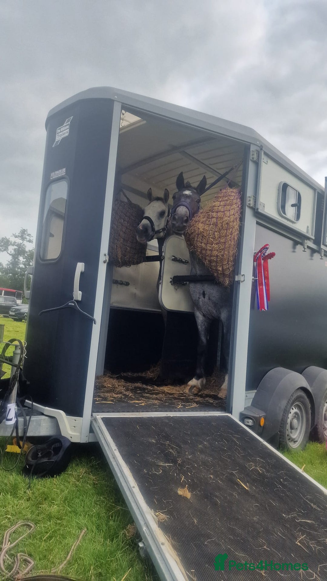 Connemara horses for sale: Storm the Jumping machine  - Image 10