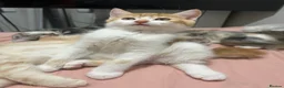 British Longhair cats for sale: British Shorthair & Longhair Kittens - Advert 5