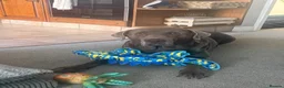 Labrador Retriever dogs for sale: Silver Labrador - fantastic dog  in Doncaster - Advert 3