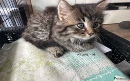 British Longhair cats for sale: Gorgeous Long Hair Tabby's - Ready 25/10/25 - Image 4