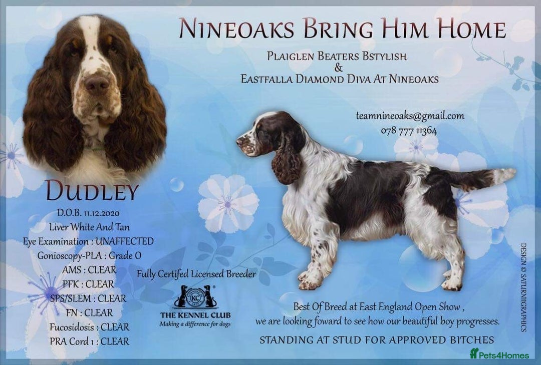 English Springer Spaniel dogs for stud: ENGLISH SPRINGER SPANIEL SHOW TYPE STUD DOG - Image 8