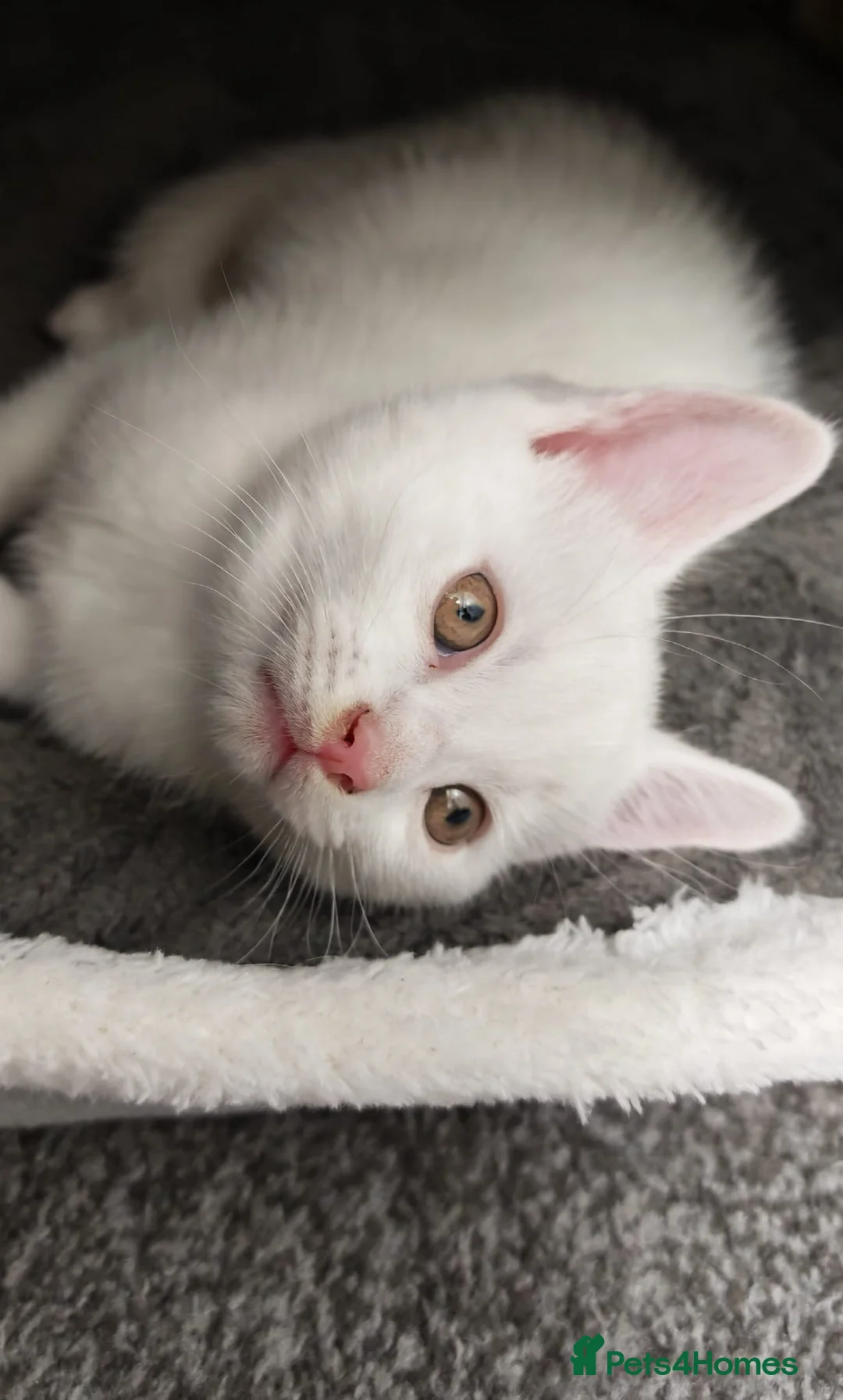 Domestic Shorthair cats for sale: White kitten in Birmingham - Advert 2