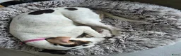 Mixed Breed dogs for adoption: Bonnie the perfect Nanny dog 2 yr old pointer X in Henlow - Advert 5