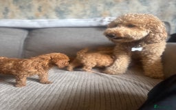 Cockapoo dogs for sale: Cockerpoo  - Image 8