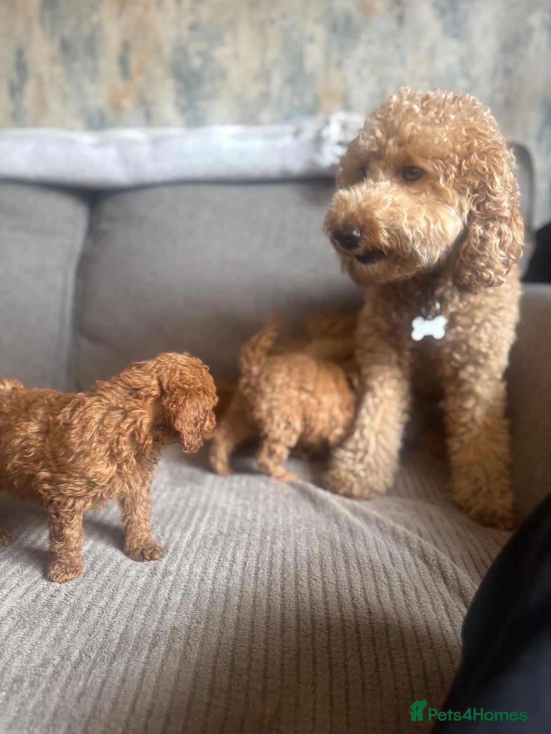 Cockapoo dogs for sale: Cockerpoo  - Image 8