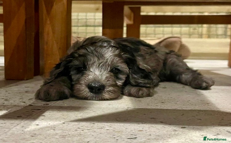 Cockapoo dogs 🐾🩷LAST BLUE MERLE GIRL COCKAPOO REMAINING 🩷🐾  - Advert 9