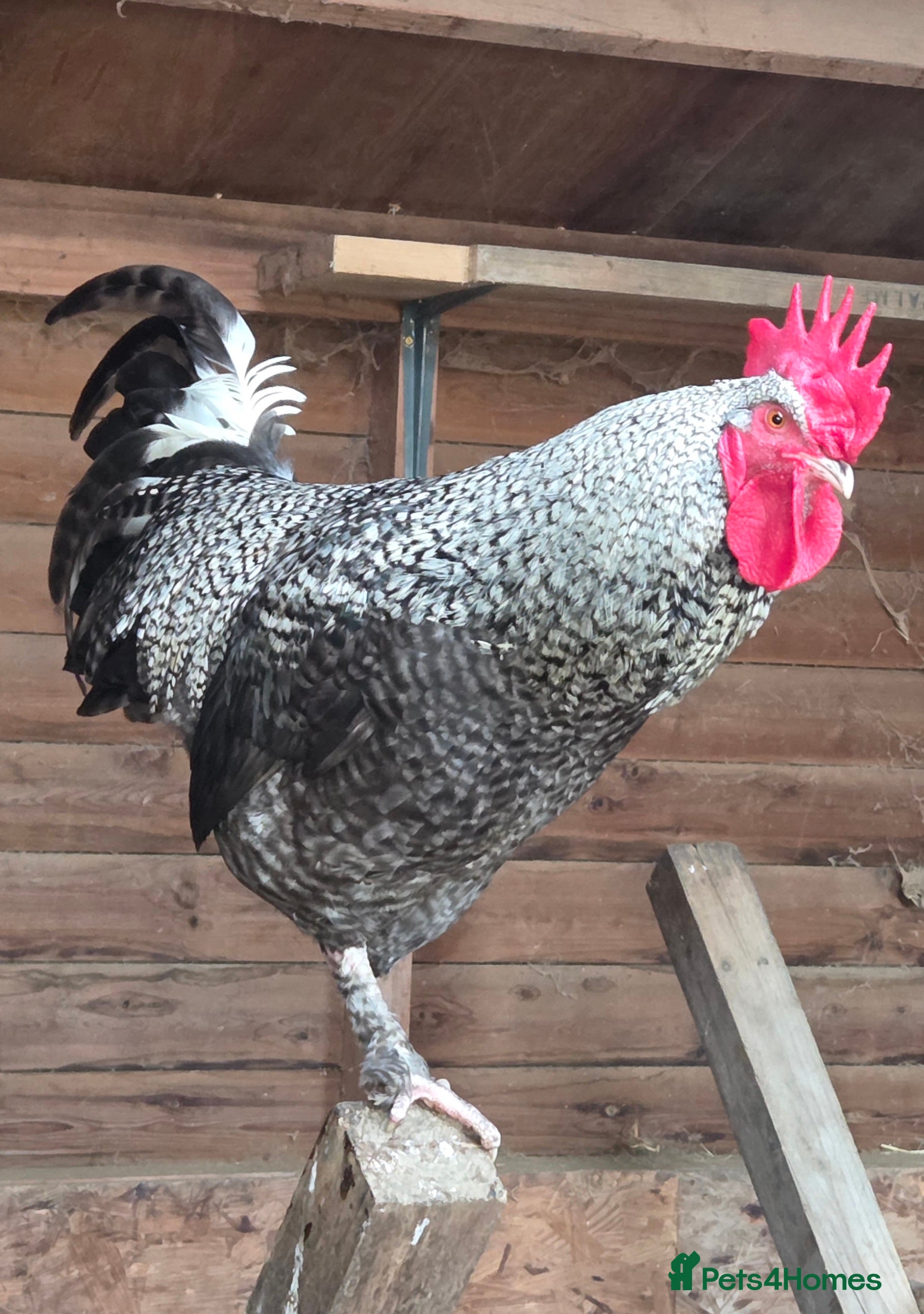 Chickens poultry Roosters for sale-East Ipswich in Ipswich  - Advert 18