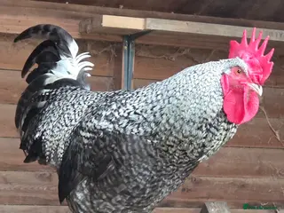 Chickens poultry Roosters for sale-East Ipswich in Ipswich - Advert 18