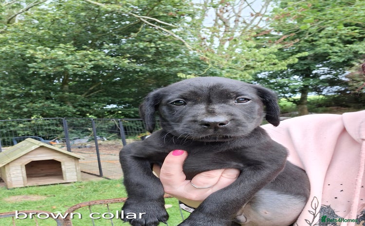 Labrador Retriever dogs - Advert 14