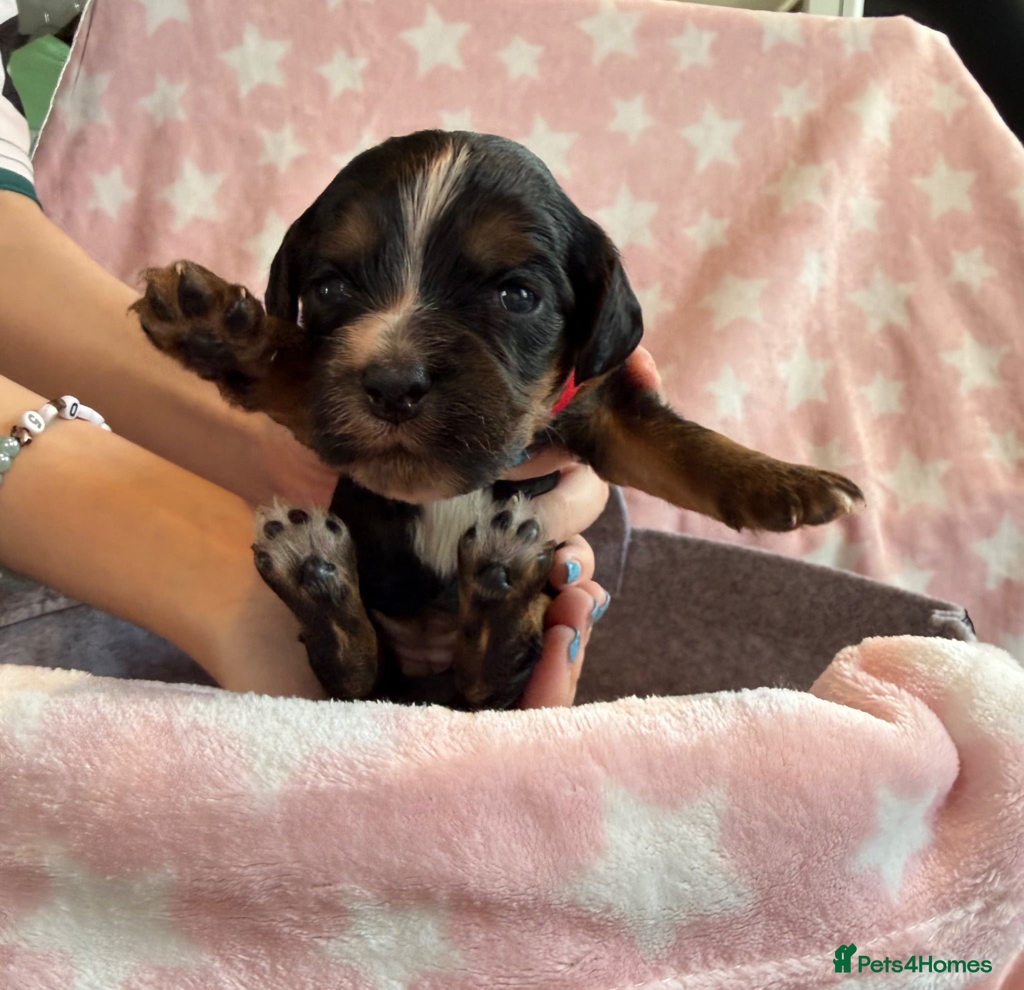 Cockapoo dogs F1B cockapoo puppies from my chocolate girl  - Advert 5