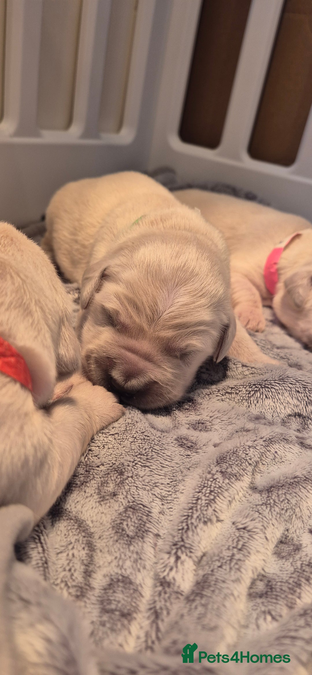 Golden Retriever dogs for sale: KC REGISTERED Golden Retriever puppies  - Advert 7